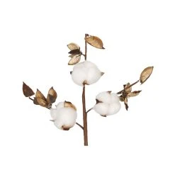 Dijk Branche De Coton Blanc