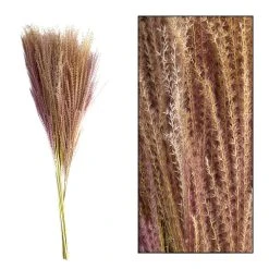 Dijk Miscanthus Naturel 10pc Naturel