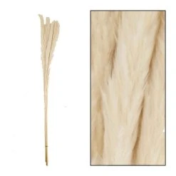 Dijk Branche De Pampas Naturel 6pc - H65-75cm