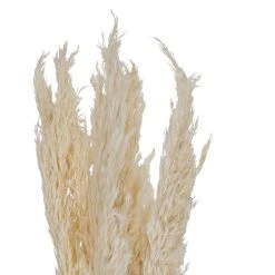 SEMA DESIGN Fleur Pampas Naturel H75cm Vegetal X6 Tiges -SEMA DESIGN Boutique 74622 DET02 WEB